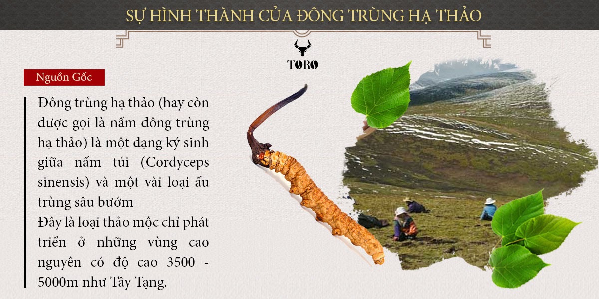 Đông trùng hạ thảo nguyên con 5g tăng sinh lý bồi bổ sức khỏe Đông trùng hạ thảo nguyên con 5g tăng sinh lý bồi bổ sức khỏe