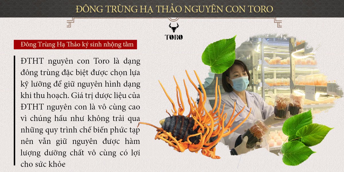 Đông trùng hạ thảo nguyên con 5g tăng sinh lý bồi bổ sức khỏe Đông trùng hạ thảo nguyên con 5g tăng sinh lý bồi bổ sức khỏe